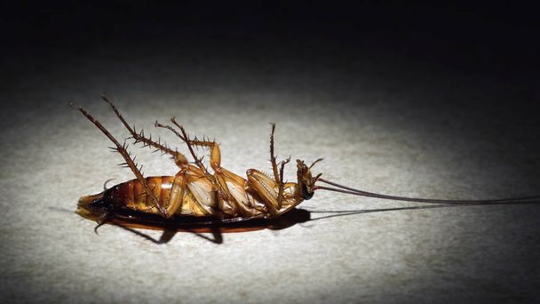 cockroach lies dead on a spotlight - 写真・画像