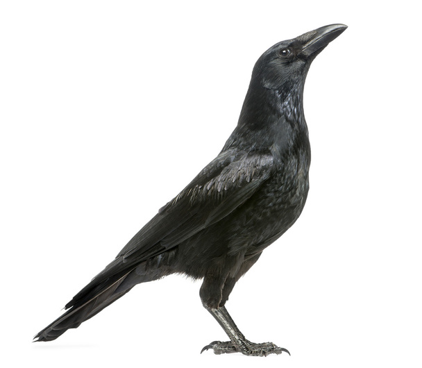 Seitenansicht einer aufblickenden Aaskrähe, Corvus corone, isoliert - Foto, Bild