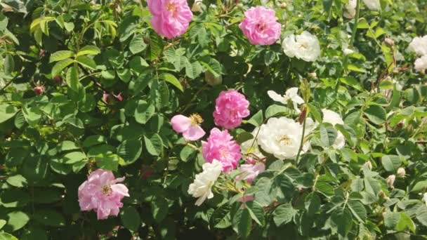 Honey bees pollinating and gathering nectar from rose flower. - Footage, Video
