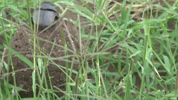 dung beetle climbing on the dung ball and starting push the ball - Footage, Video