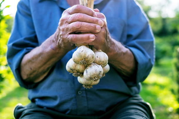 Old man holding a fresh garlic in a nature. Natural background. Farmer. Medicine and healthy. Traditional medicine. - Photo, image