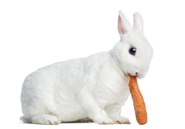 Vista lateral de un conejo Mini rex comiendo una zanahoria, aislado en whit
 - Foto, Imagen