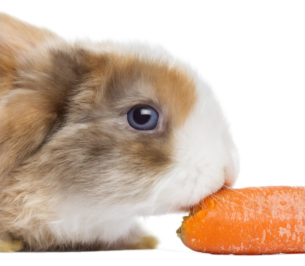 Close-up van een satijn mini hangoor konijn eten een wortel, geïsoleerd op - Foto, afbeelding
