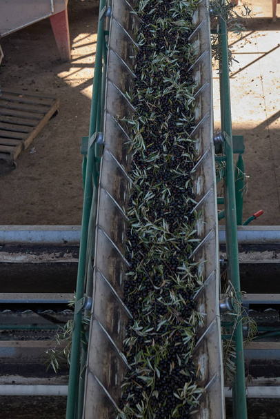 Spanish olive oil process in factory - Photo, Image