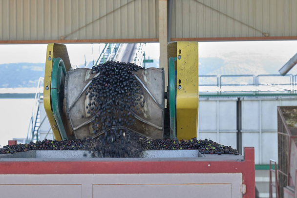 Proceso de aceite de oliva español en fábrica
 - Foto, imagen