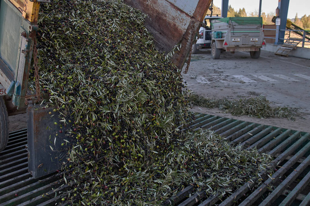 Processus espagnol d'huile d'olive en usine
 - Photo, image