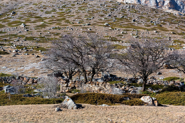 Alberi secchi nel vecchio villaggio abbandonato di Balkar nel Caucaso settentrionale
 - Foto, immagini