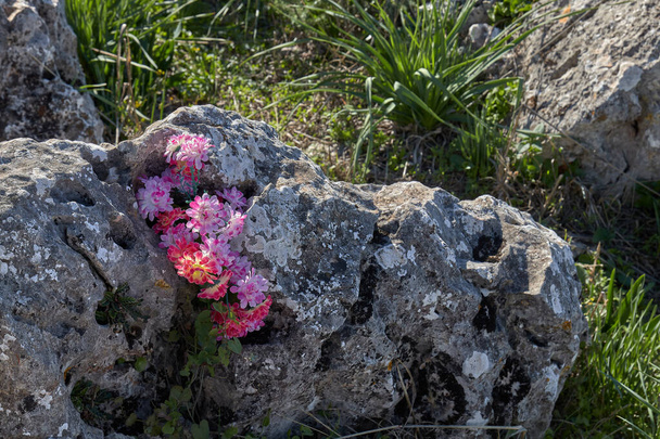 Dzikie kwiaty w skale na wysokiej górze - Zdjęcie, obraz