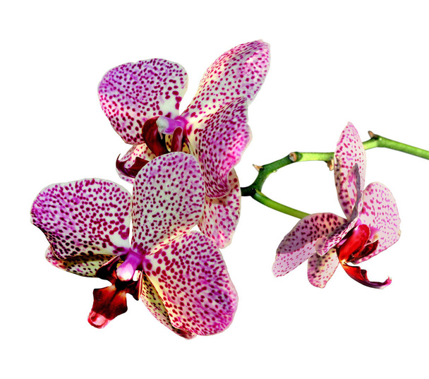 Gyönyörű rózsaszín foltos orchidea elszigetelt fehér háttér - Fotó, kép