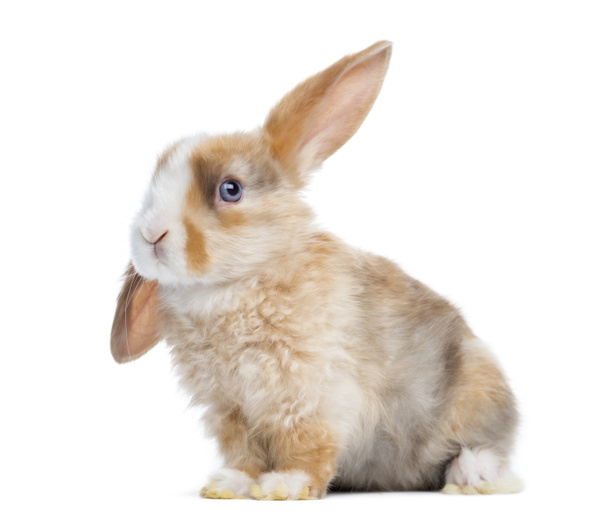 Satijn mini hangoor konijnen oor omhoog, vergadering geïsoleerd op wit - Foto, afbeelding