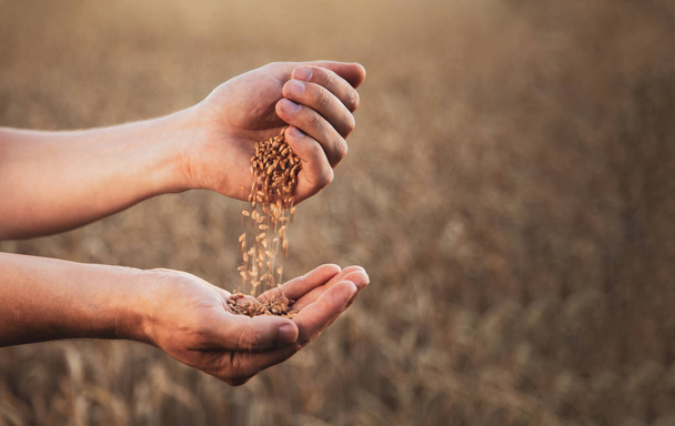 man pours wheat from hand to hand on the background of wheat fie - Photo, image