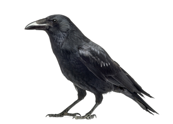 Seitenansicht einer Aaskrähe, Corvus corone, isoliert auf weiß - Foto, Bild