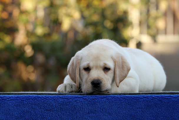 the sweet nice labrador puppy on a blue background - Photo, Image