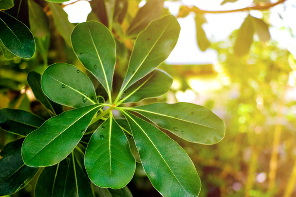 Laurus nobilis laurier feuilles vertes sur tige de lumière du jour - Laurel fond feuilles arbre
. - Photo, image
