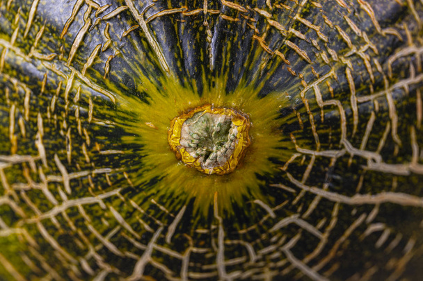 Seitenteil einer grünen Melone im Vordergrund mit Dehnungsstreifen - Foto, Bild