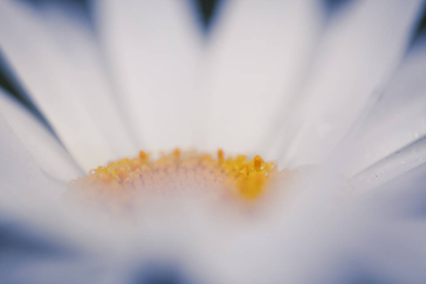 Beautiful daisy flower macro shot - Foto, imagen