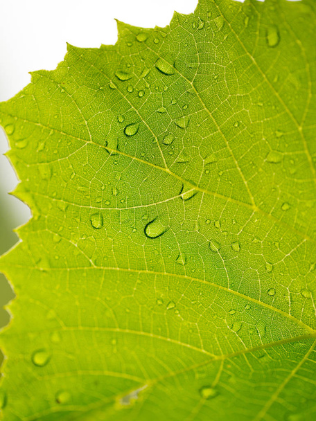Grape leaves after rain - 写真・画像