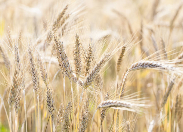 Closeup of wheat growing on - Photo, Image