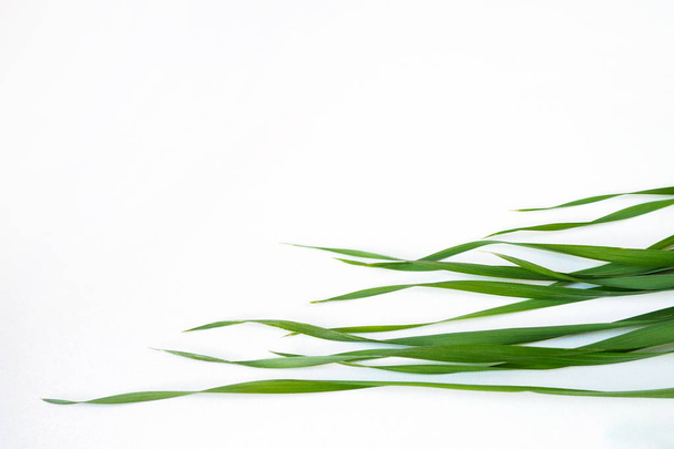 Top view of Avena sativa leaves, young green oat grass on white background. Copy space - Фото, изображение