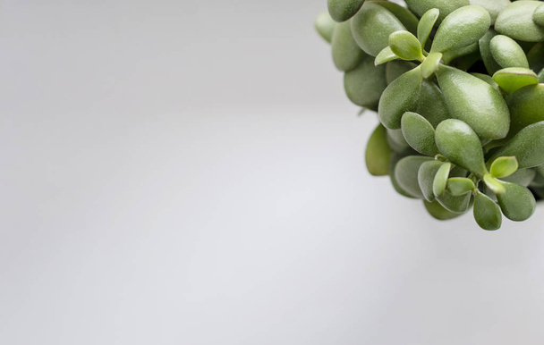 Sukkulente Crassula ovata lat., Jadepflanze, Geldpflanze  - Foto, Bild