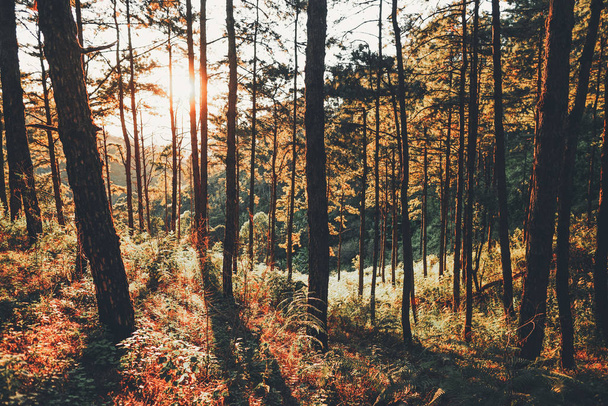 Wieczorny las sosnowy - zielony las piękna przyroda- - Zdjęcie, obraz