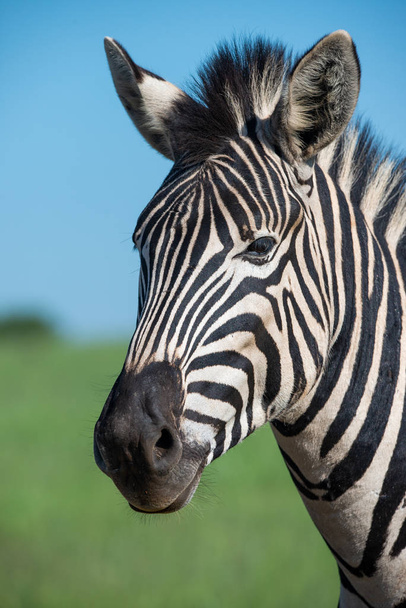 Zebra portré, fényképezett Dél-Afrikában. - Fotó, kép