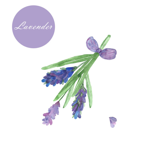 Watercolor hand painted nature floral composition with purple and lilac lavender flowers and green leaves on branches bouquet with bow on the white background, lilac round with white text for design - Φωτογραφία, εικόνα