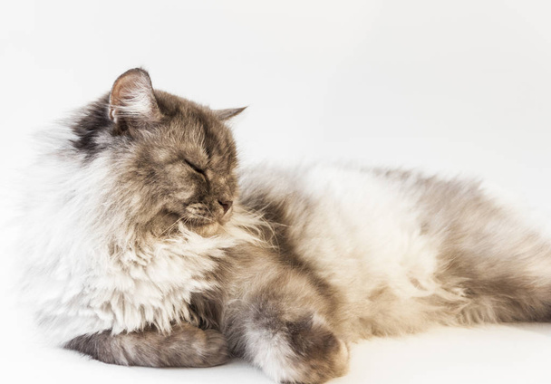 スタジオポートレートの美しい若い猫嘘 - 写真・画像