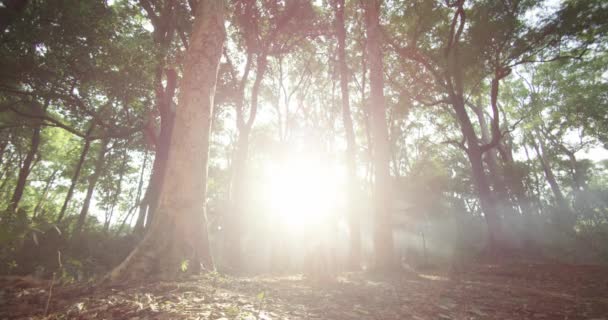 πρωί στο δάσος. Οι ακτίνες του ήλιου περνούν μέσα από τα δέντρα - Πλάνα, βίντεο