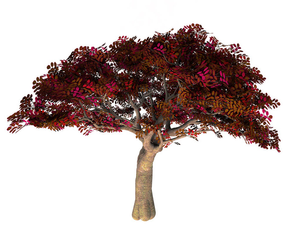 Περσικά ironwood δέντρο - Φωτογραφία, εικόνα