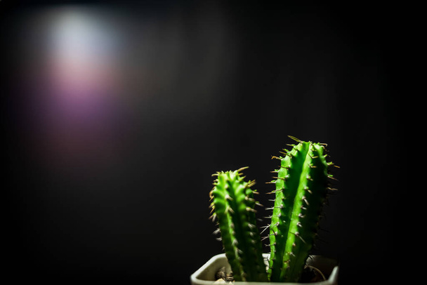 A close-up shot of a small green cactus shining and a black back - Foto, Imagem