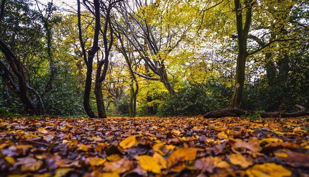 Una passeggiata nella foresta di Epping nei colori autunnali
 - Foto, immagini