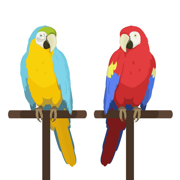 Ara parrot. Macaw. Vector cartoon illustration of red macaw and blue and yellow macaw sitting on a perch. Isolated on white background. - Vector, afbeelding