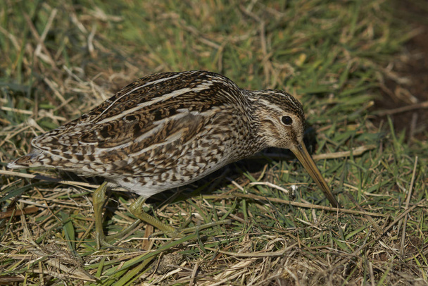 Magellanic Snipe (Gallinago paraguaiae magellanica) probing the ground looking for food on Sea Lion Island in the Falkland Islands. - Photo, Image