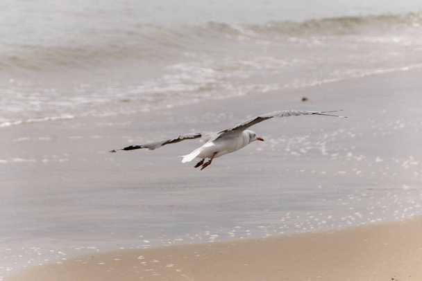 Sea gull  - Fotografie, Obrázek
