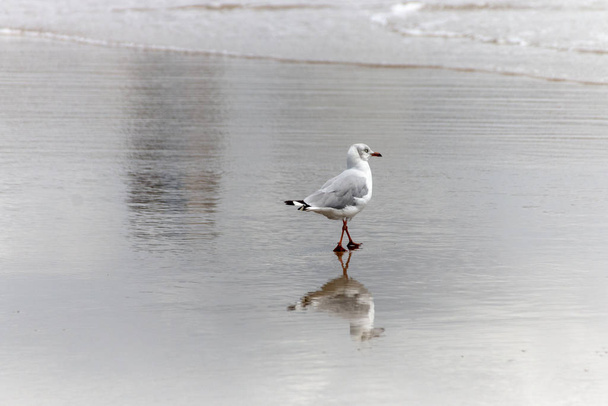 Sea gull  - Fotografie, Obrázek