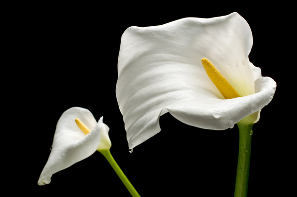 Deux Callas blancs
 - Photo, image