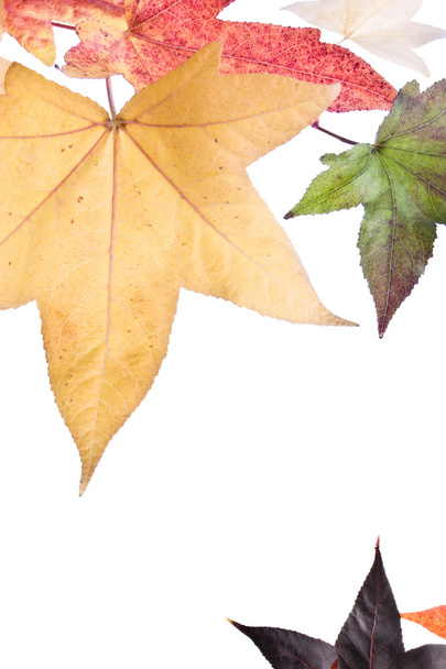 jesień liści - Zdjęcie, obraz