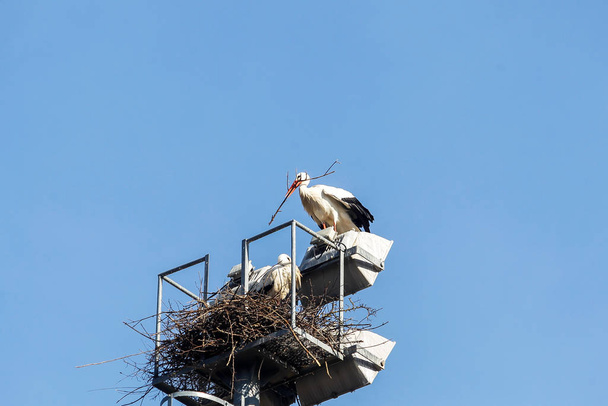 Un grupo de cigüeñas hacen sus nidos
 - Foto, imagen