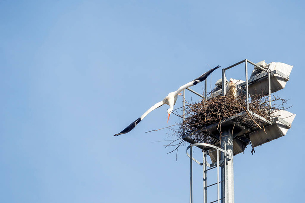 Un grupo de cigüeñas hacen sus nidos
 - Foto, imagen
