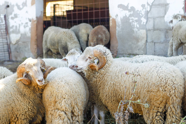 Breeding of sheep in a farm. - Fotó, kép