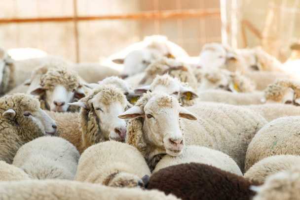 Elevage de moutons dans une ferme
. - Photo, image
