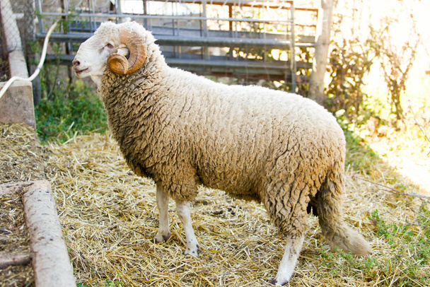 Fokken van schapen op een boerderij. - Foto, afbeelding