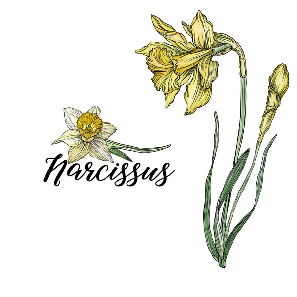 Set floral romantic templates, business cards, posters. daffodils - Vector, Image