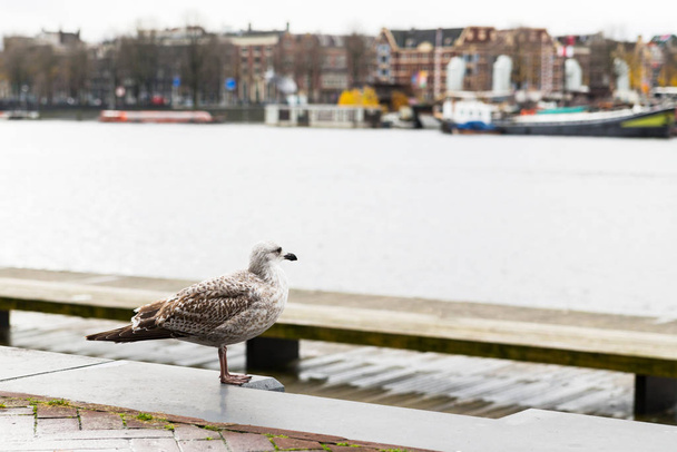 Seagull amid a landscape of Amsterdam, Holland. Selective focus - Photo, Image
