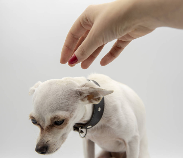 A small puppy in a black collar and a woman's hand - Fotoğraf, Görsel