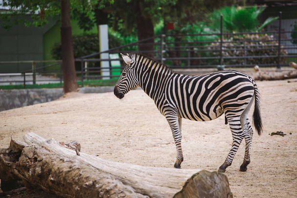 Zebra a barcelonai állatkertben. Csíkos fekete-fehér emlős állat zebra - Fotó, kép