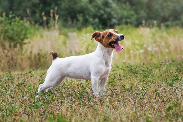 Jack Russell Terrier çim çayırında dikiliyor, dili dışarı çıkıyor, yukarı bakıyor - topun atılmasını bekliyor. Yandan görüntüle - Fotoğraf, Görsel