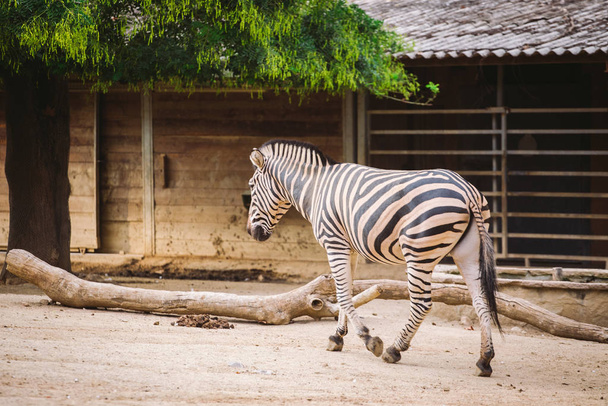 Zebra a barcelonai állatkertben. Csíkos fekete-fehér emlős állat zebra - Fotó, kép