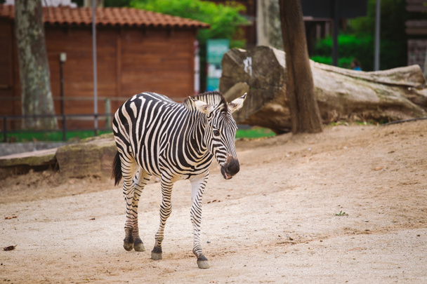 зебра в зоопарке Барселона. Полосатая чёрно-белая зебра
 - Фото, изображение